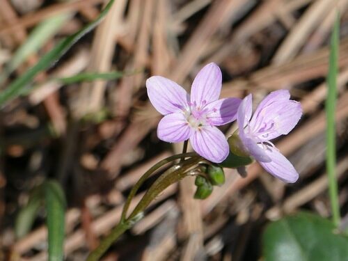 Claytonia rosea