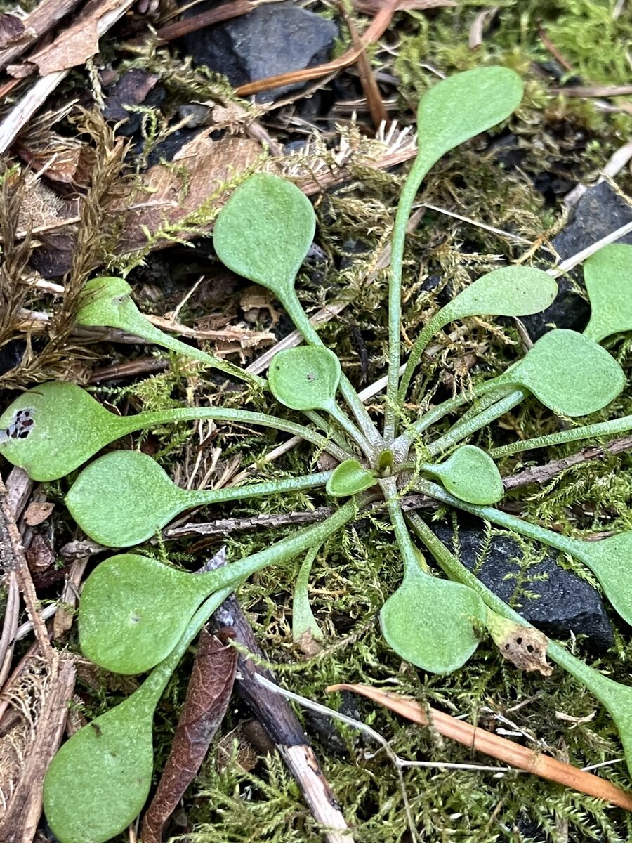 Claytonia rubra - (Howell) Tidestr. (Redstem Springbeauty) — photo