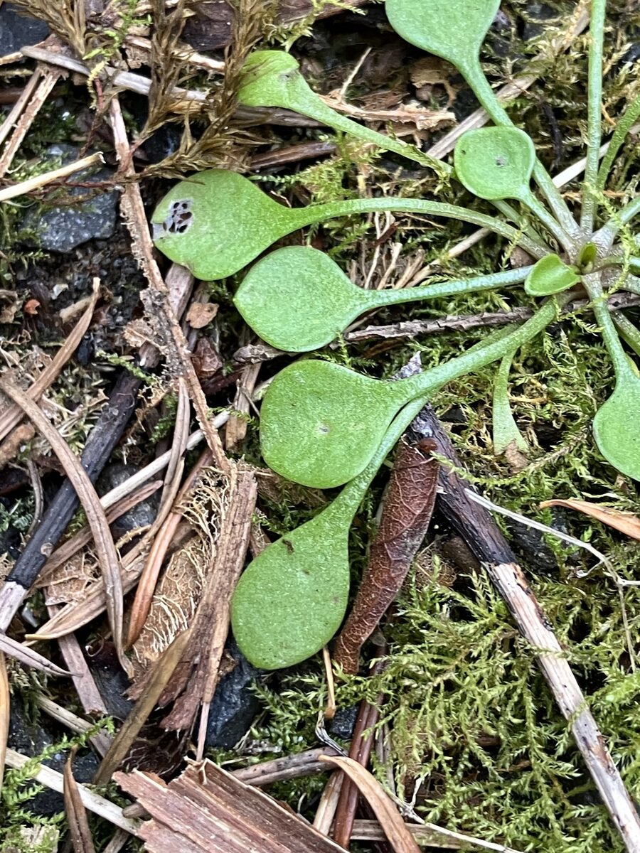 Claytonia rubra - (Howell) Tidestr. (Redstem Springbeauty) — photo