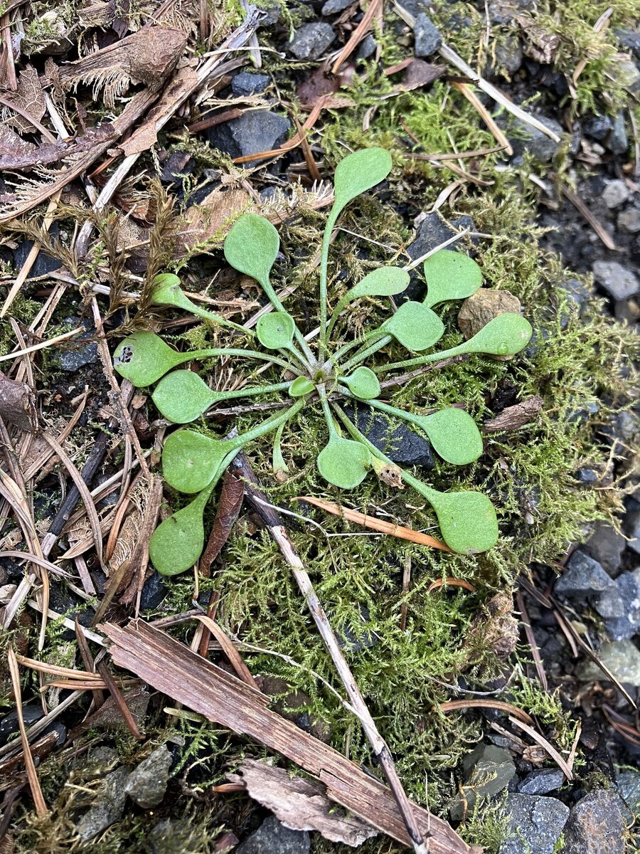 Claytonia rubra - (Howell) Tidestr.