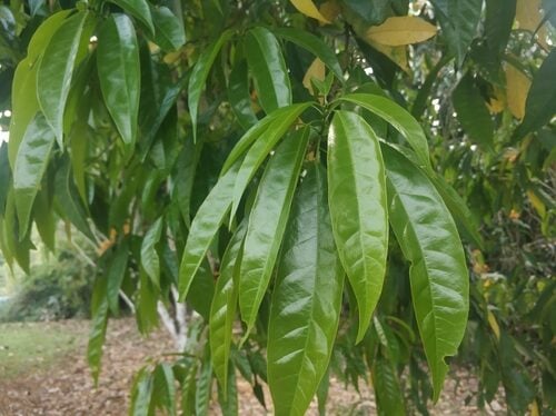 Cleidiocarpon cavaleriei (Butterfly fruit) — photo