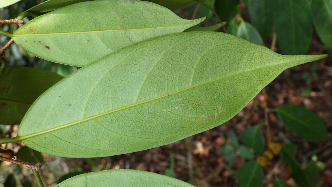 Cleistanthus libericus