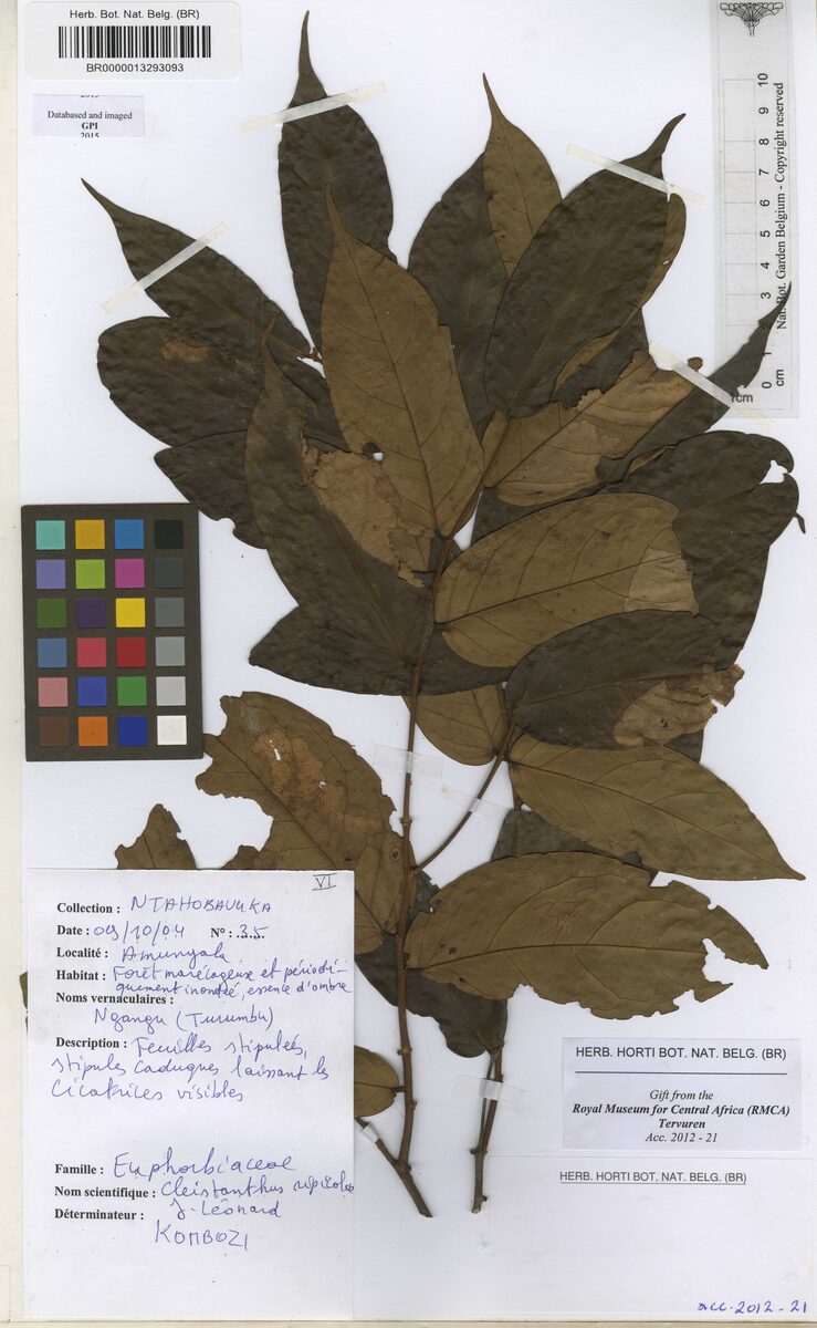 Cleistanthus ripicola — photo