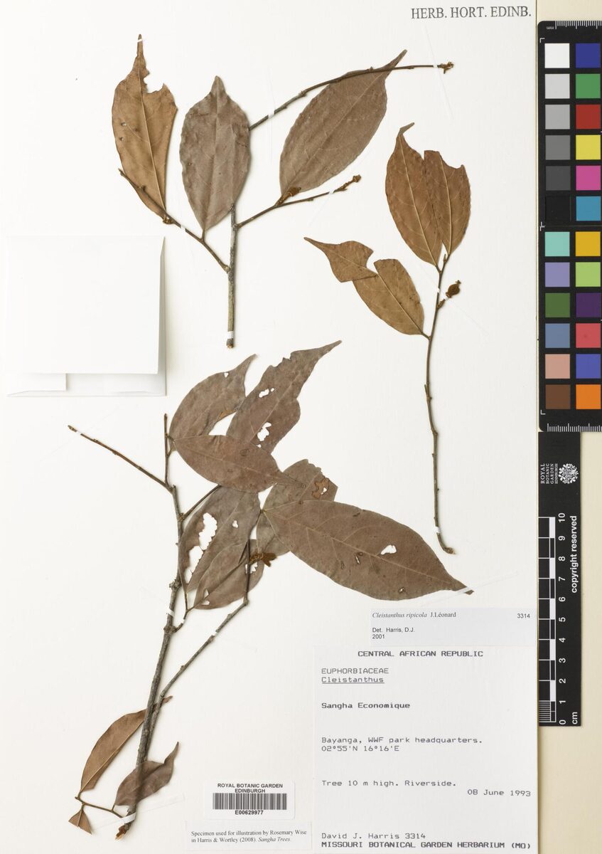 Cleistanthus ripicola — photo