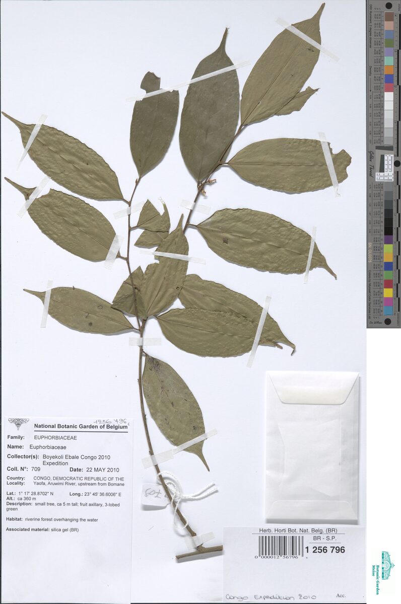 Cleistanthus ripicola