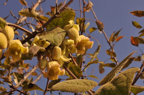 Clematis buchananiana