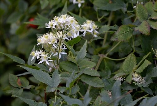 Clematis pubescens (Western Clematis) — photo