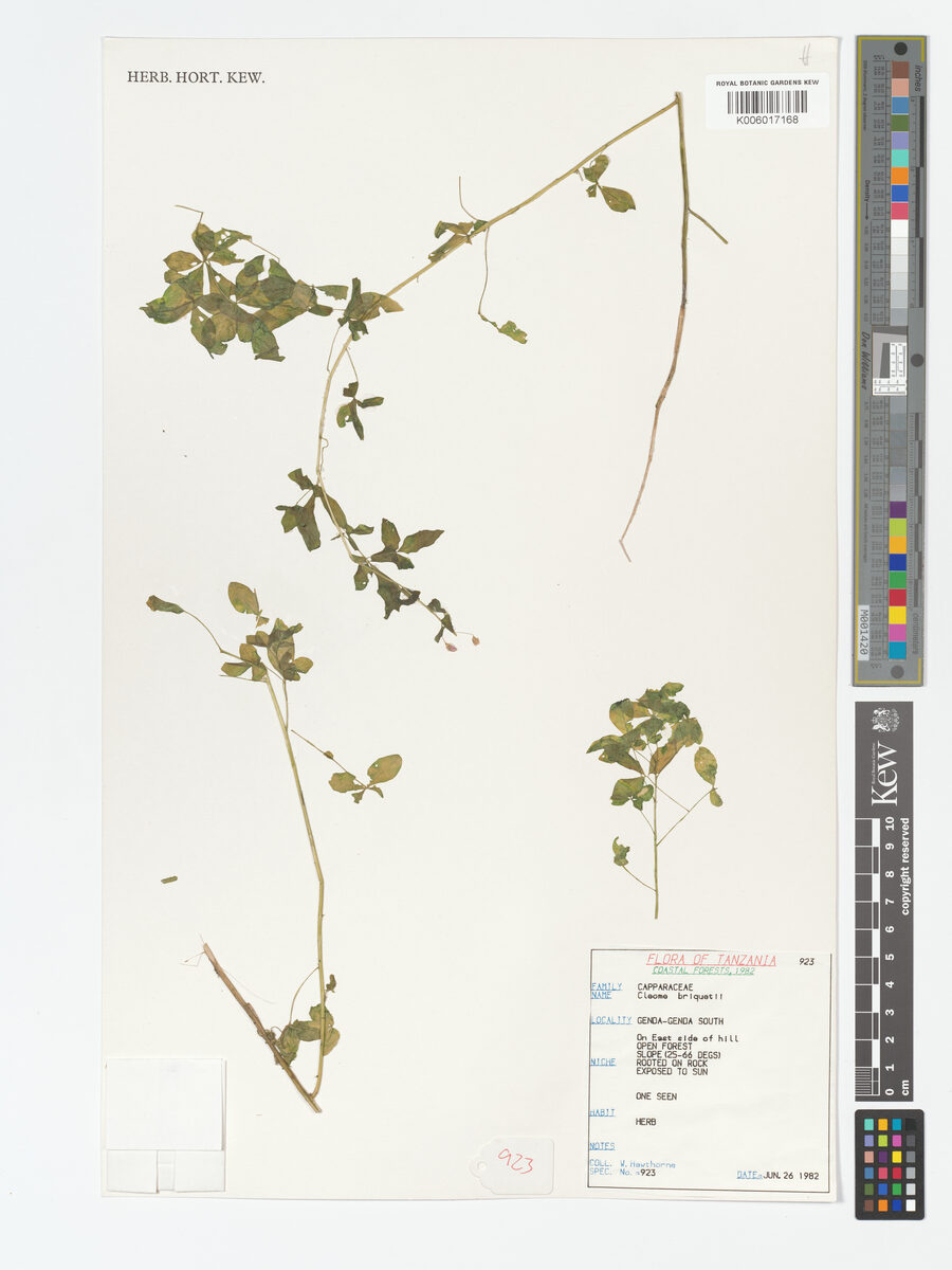 Cleome briquetii — photo