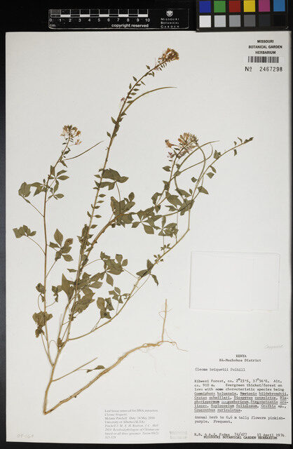 Cleome briquetii — photo