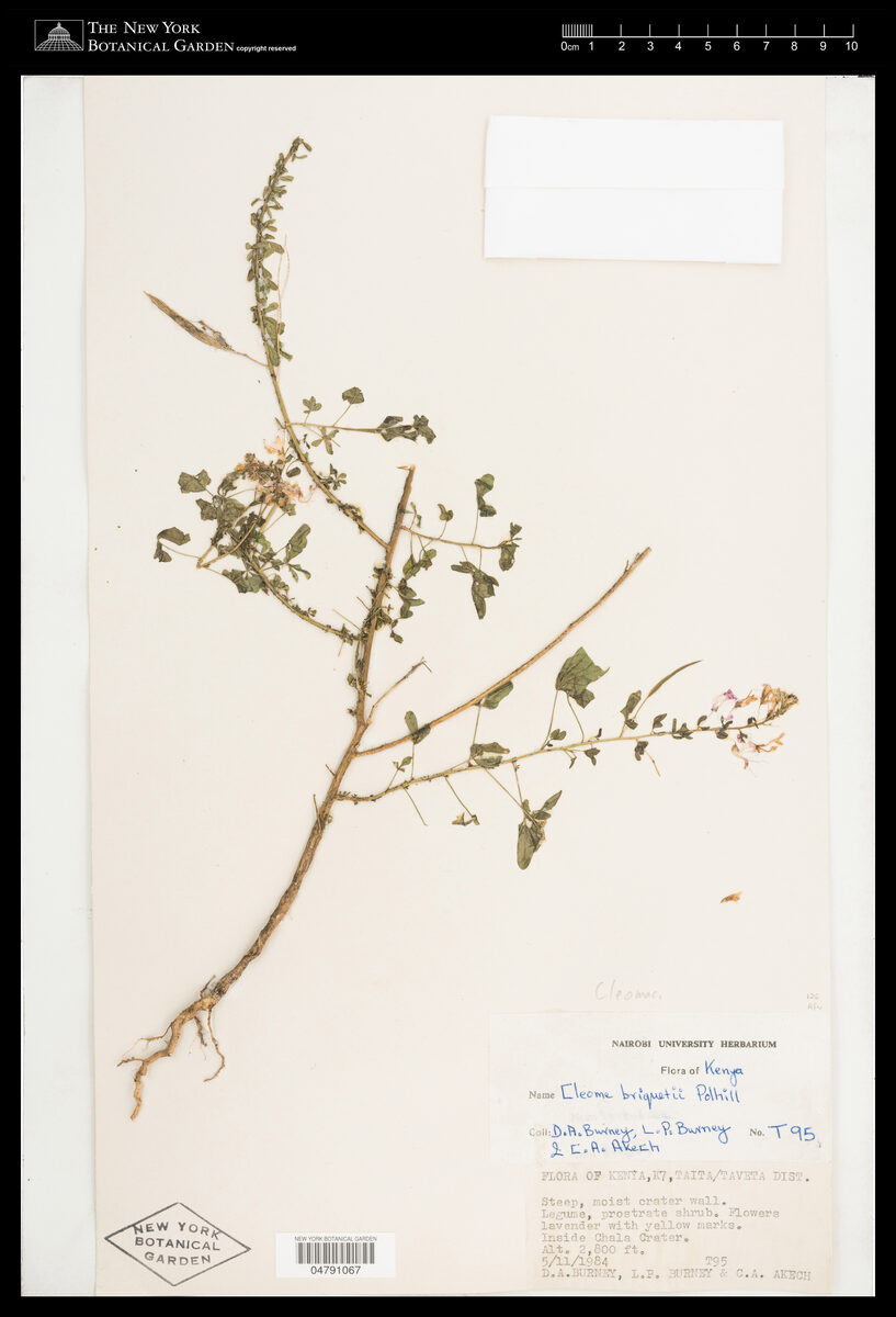 Cleome briquetii