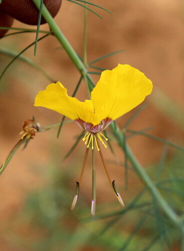 Cleome hirta (Pretty lady) — photo