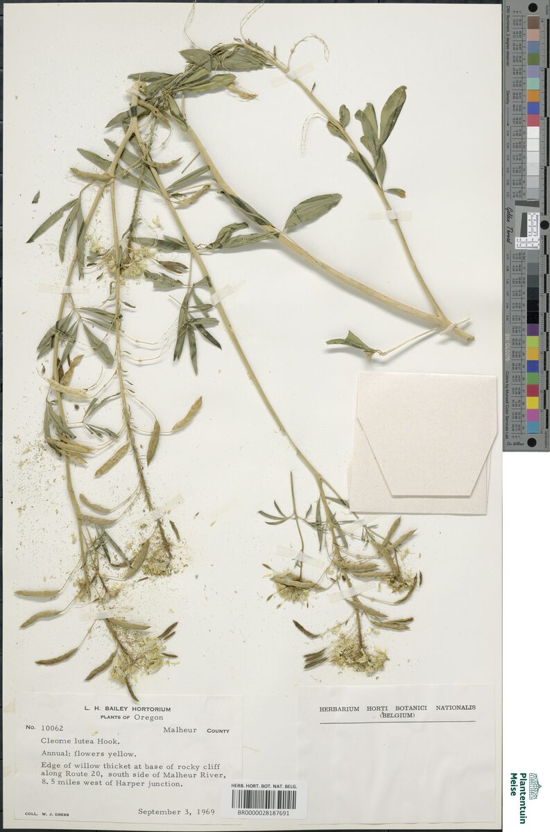 Cleome lutea