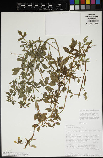 Cleome schimperi — photo