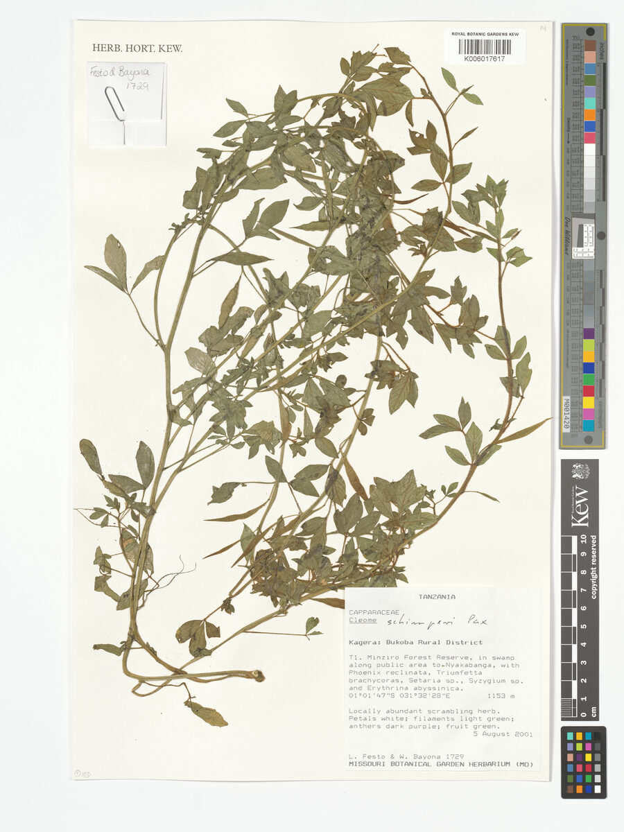 Cleome schimperi — photo