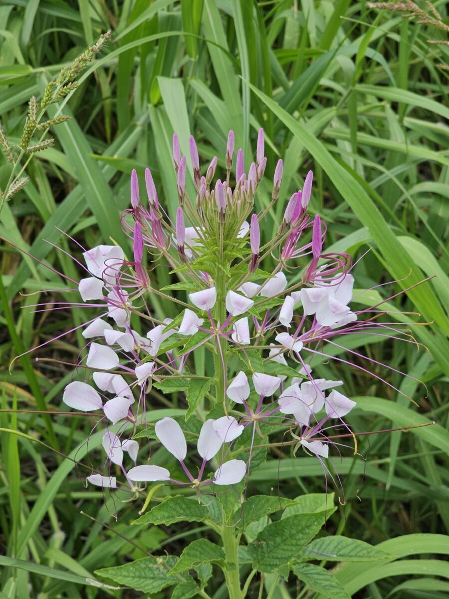 Cleome serrulata (Rocky Mountain Beeplant) — photo