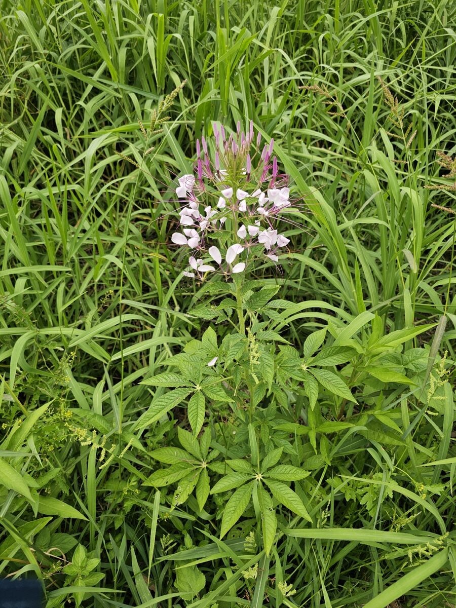 Cleome serrulata