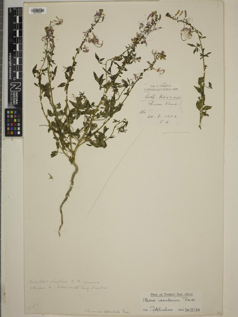 Cleome usambarica — photo