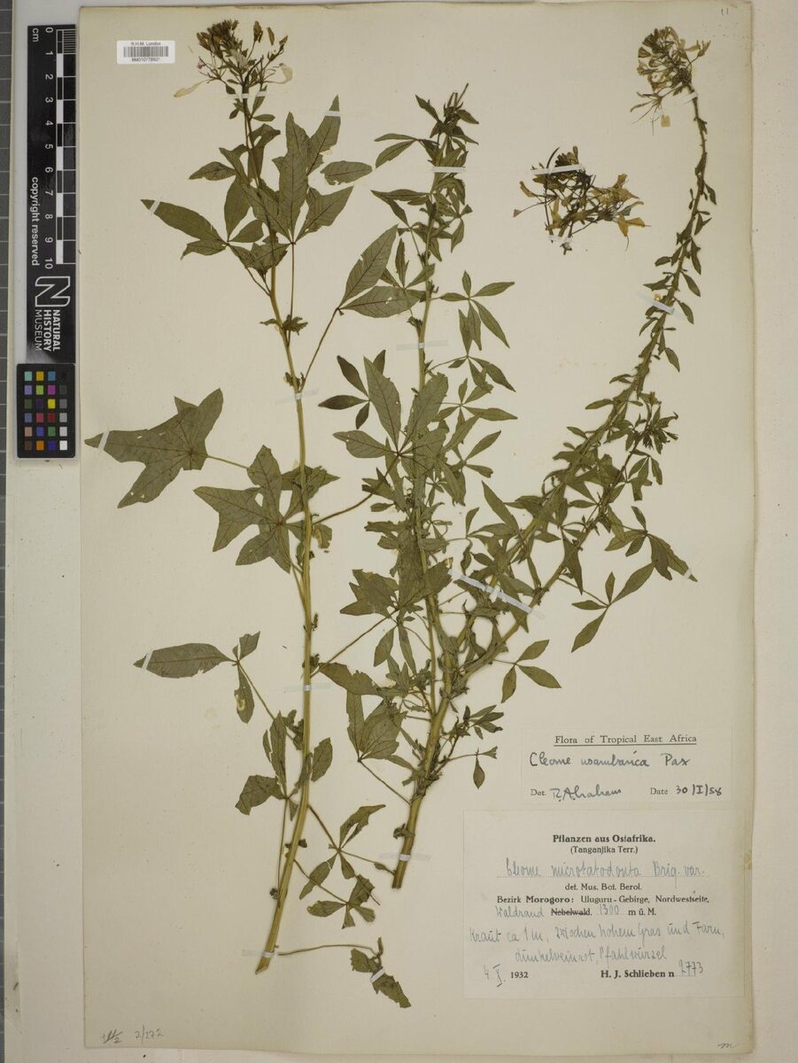 Cleome usambarica — photo