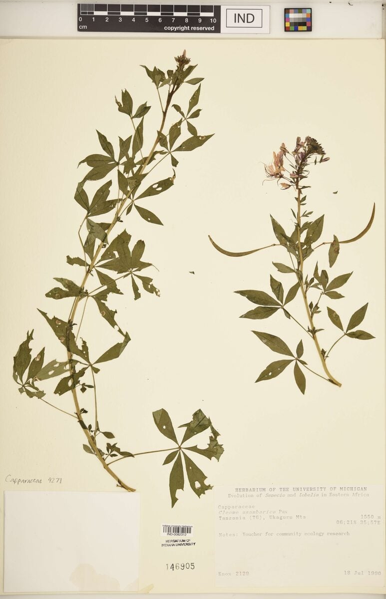 Cleome usambarica