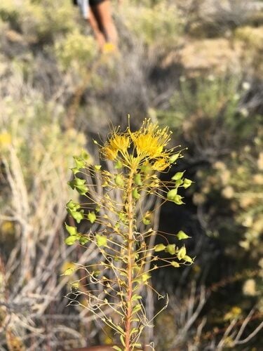 Cleomella plocasperma (Twisted cleomella) — photo