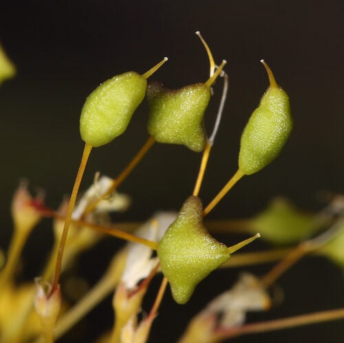 Cleomella plocasperma (Twisted cleomella) — photo