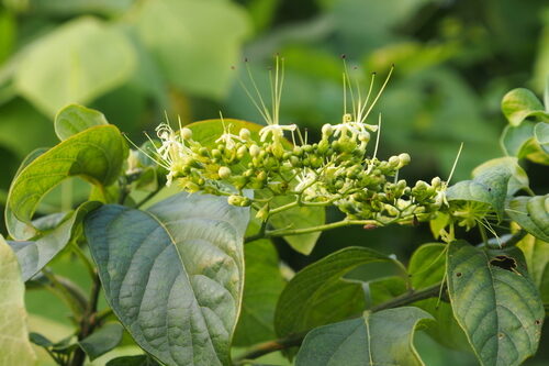 Clerodendrum cyrtophyllum — photo