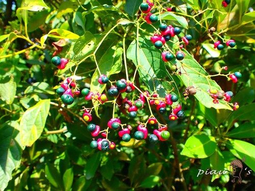 Clerodendrum cyrtophyllum — photo