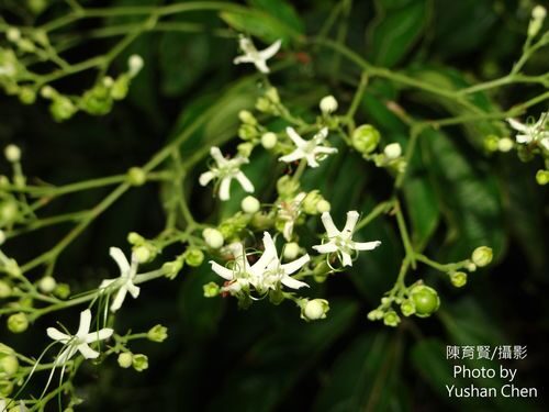 Clerodendrum cyrtophyllum