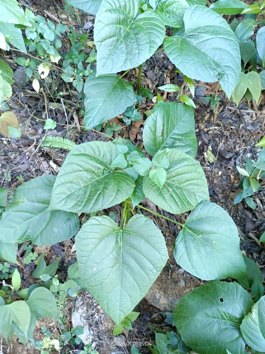 Clerodendrum japonicum - (Thunb.)Sweet.
