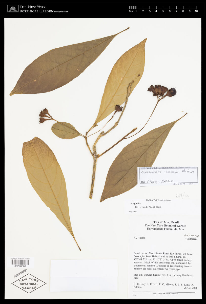 Clerodendrum tessmannii — photo
