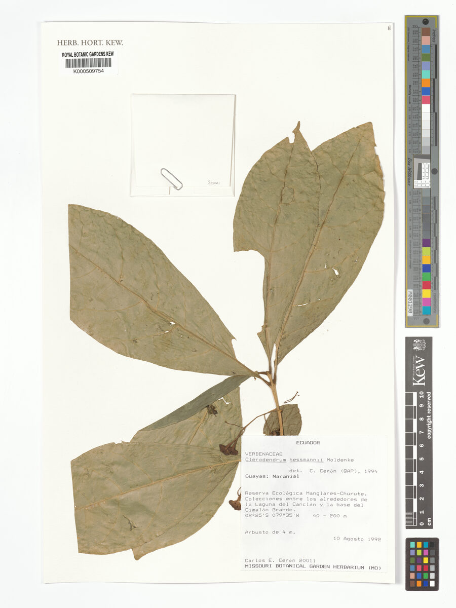 Clerodendrum tessmannii — photo