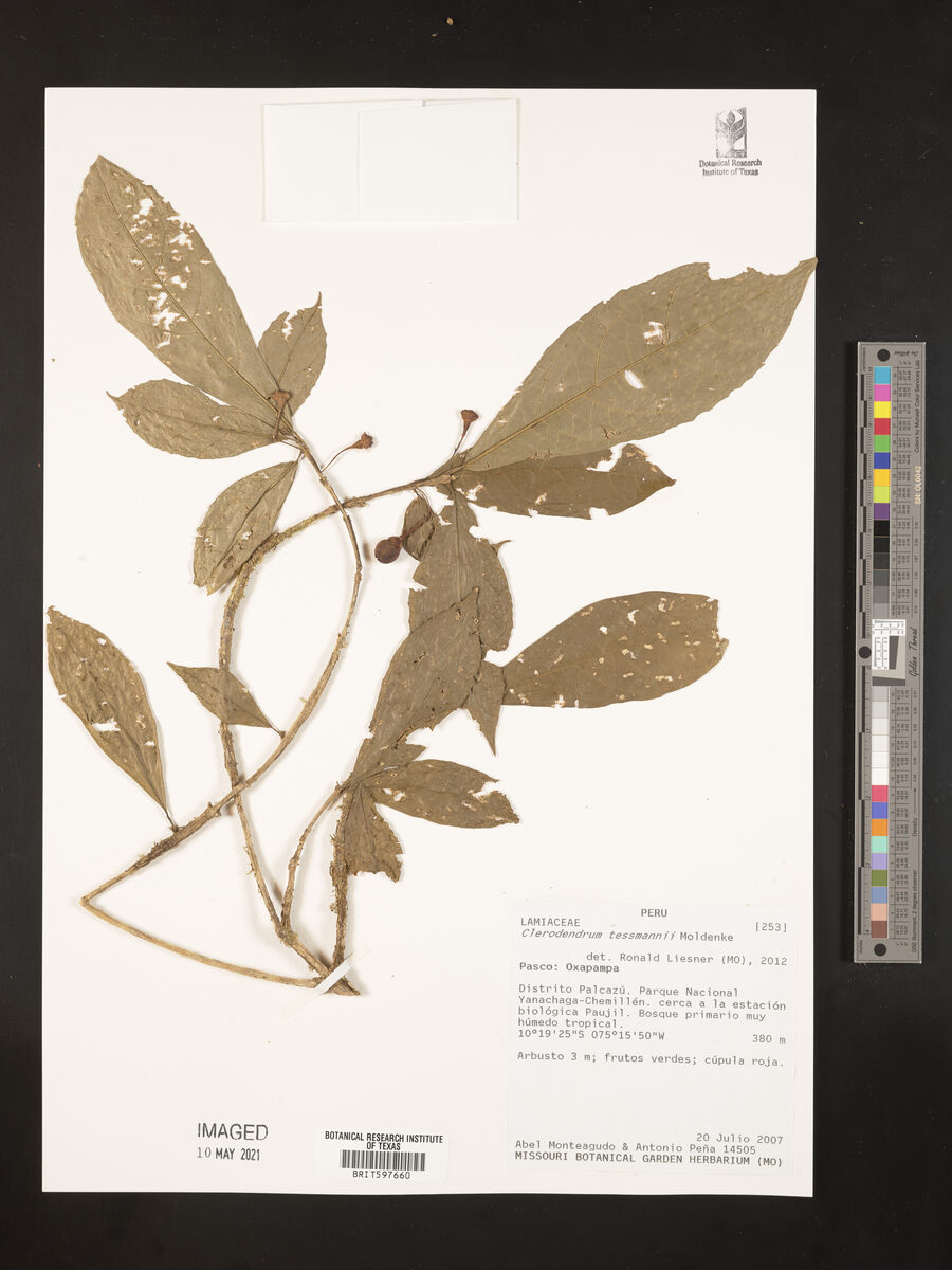 Clerodendrum tessmannii