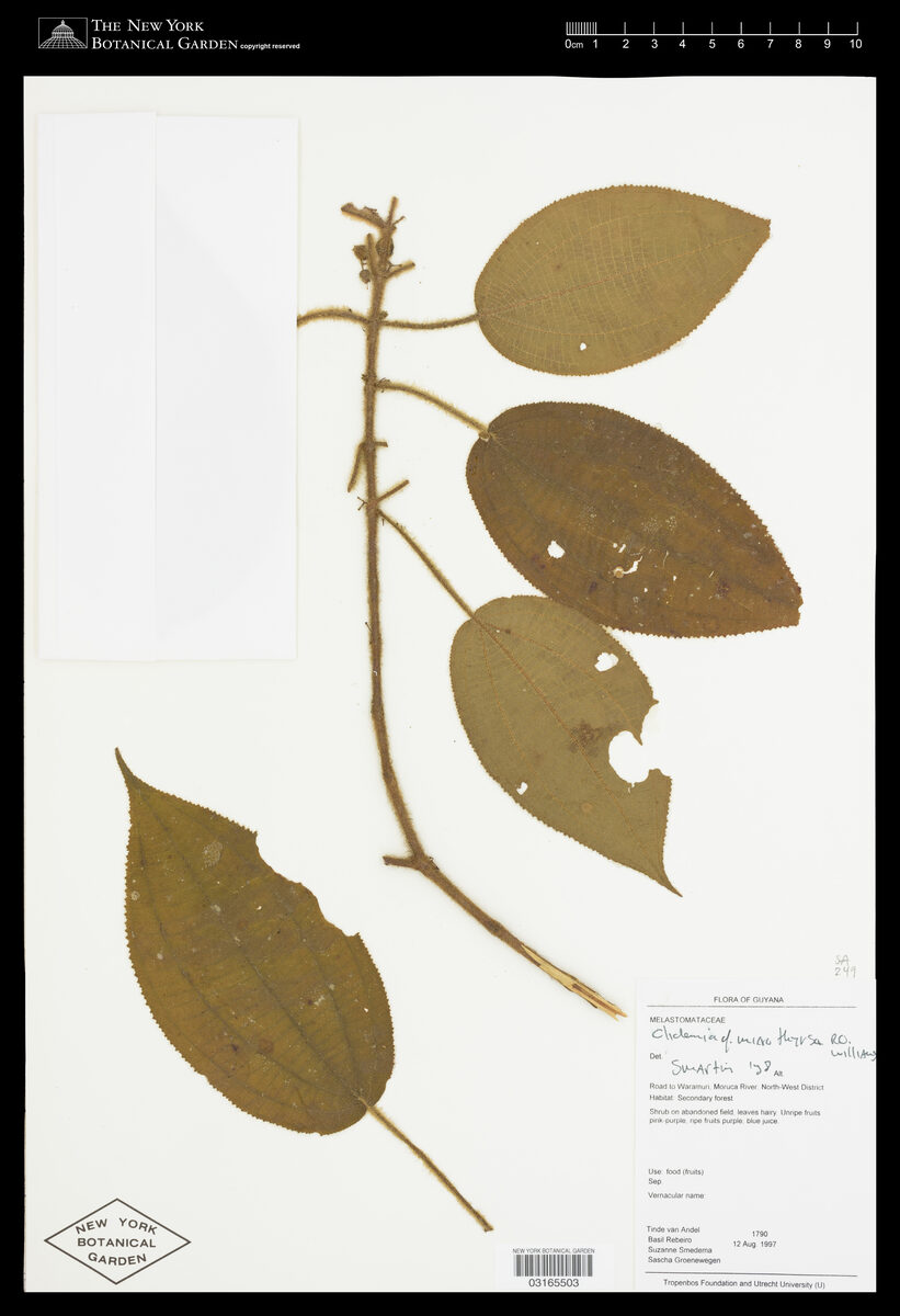 Clidemia cf. microthyrsa — photo