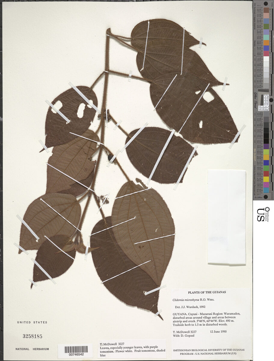 Clidemia cf. microthyrsa — photo