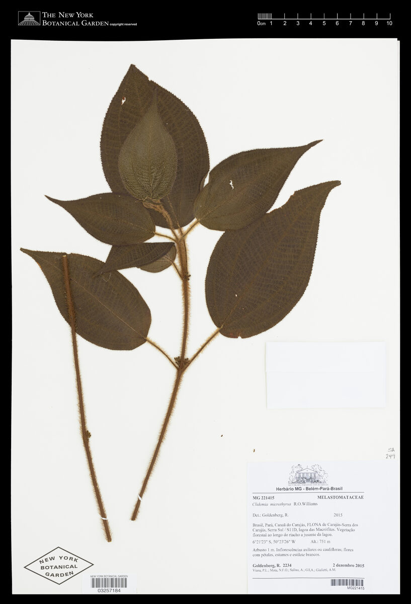 Clidemia cf. microthyrsa