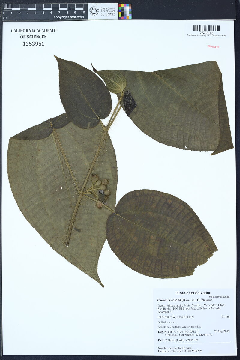 Clidemia octona — photo