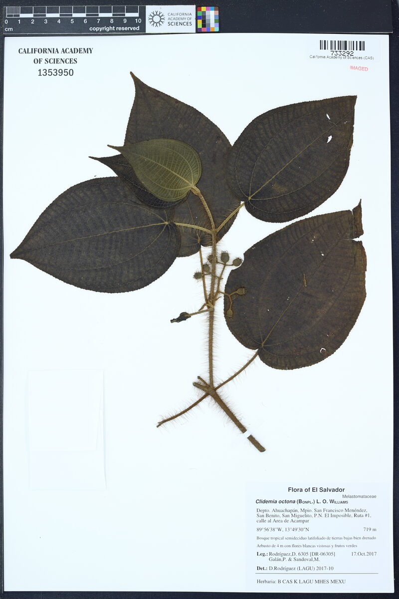 Clidemia octona — photo