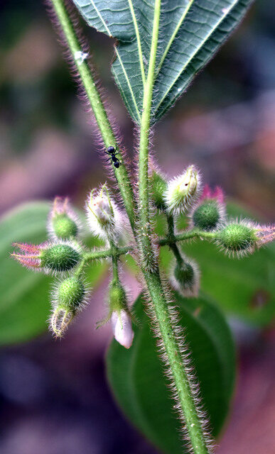 Clidemia sp. (Indian currant) — photo