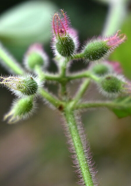 Clidemia sp. (Indian currant) — photo