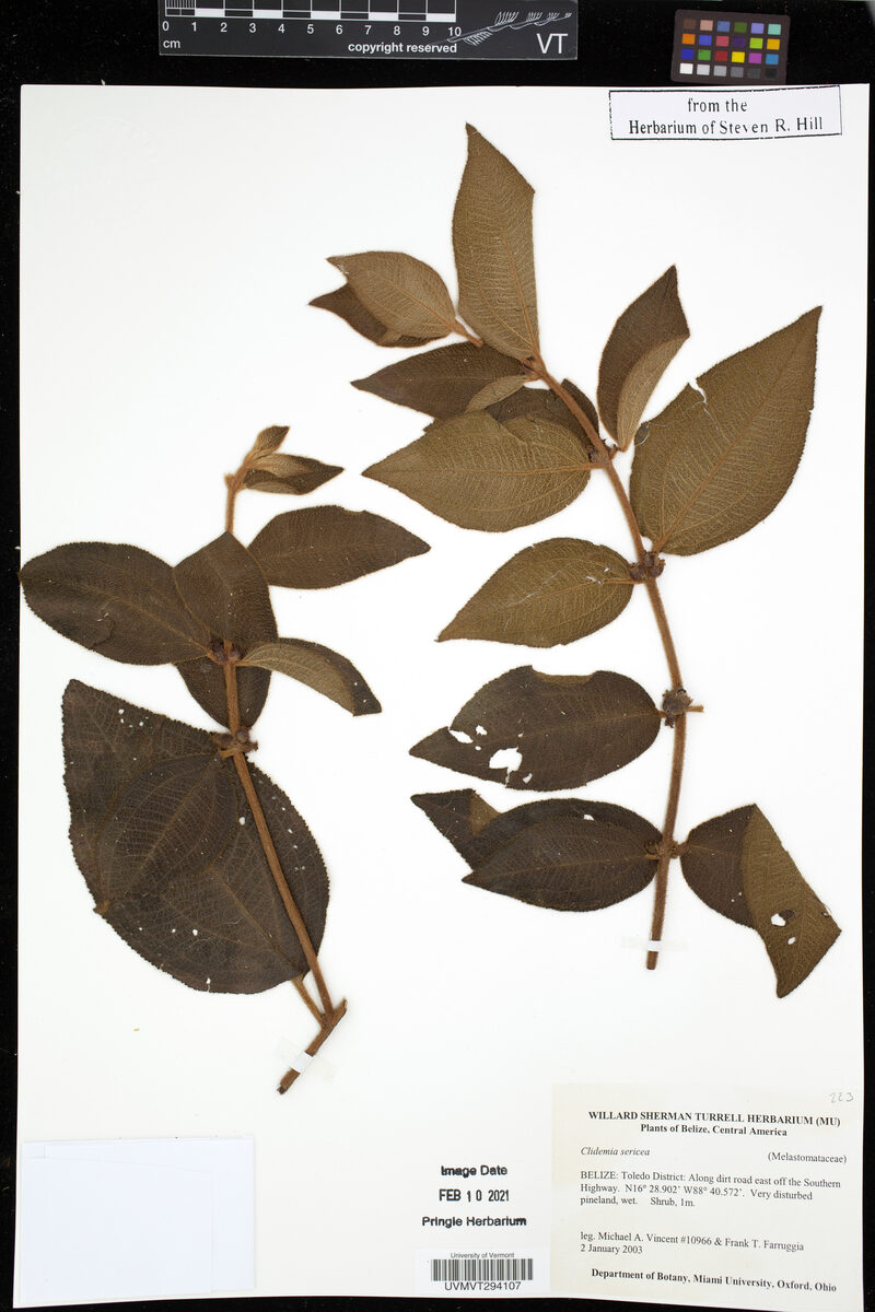 Clidemia sp.
