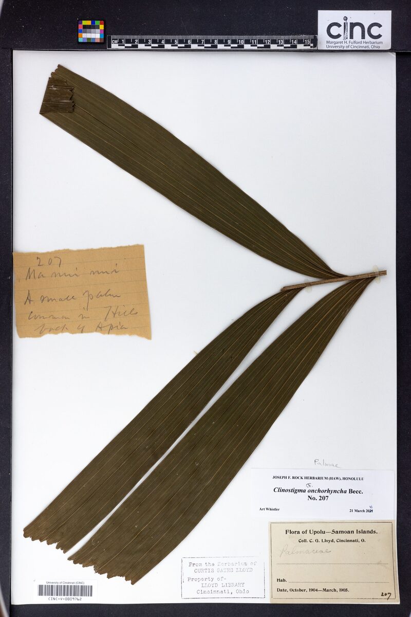 Clinostigma onchorhynchum (Lowland forest palm) — photo