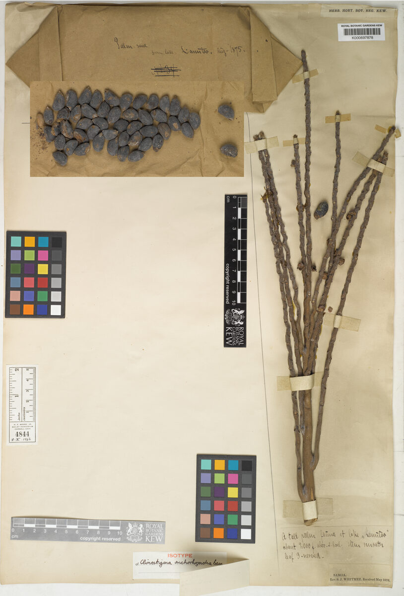 Clinostigma onchorhynchum (Lowland forest palm) — photo