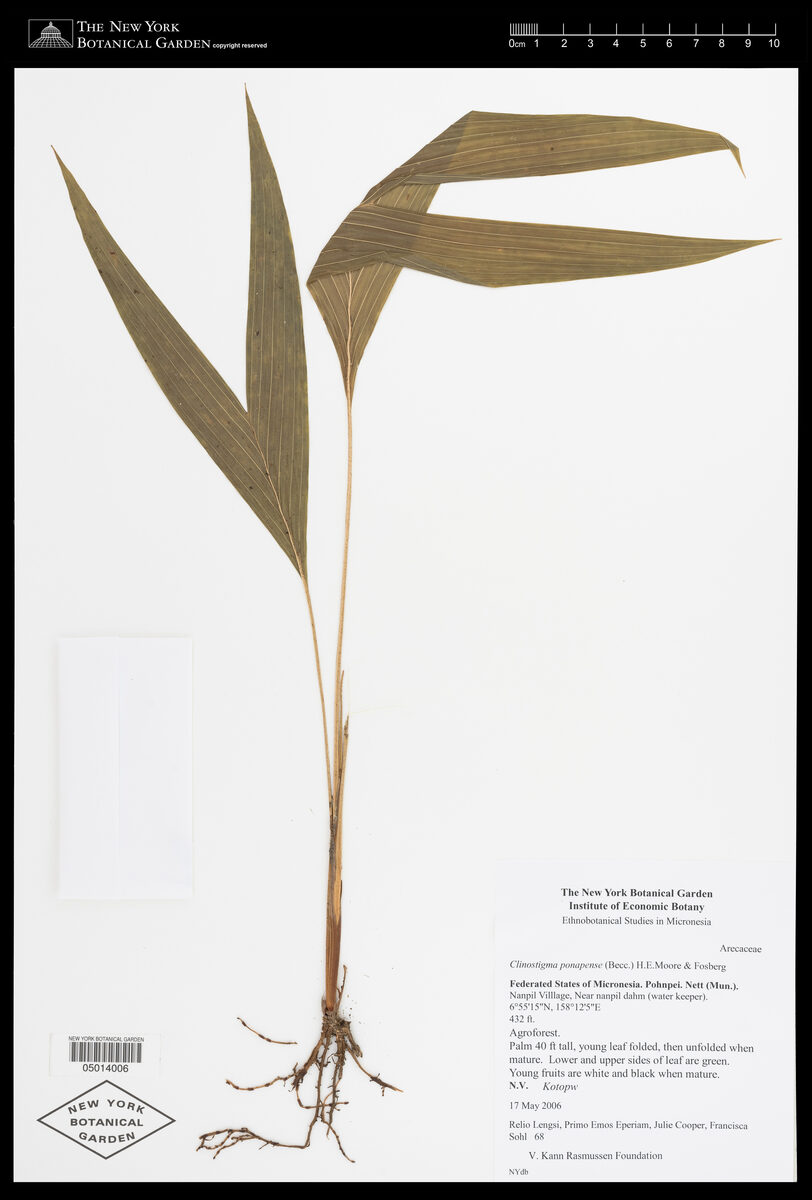 Clinostigma ponapense (Kotop) — photo