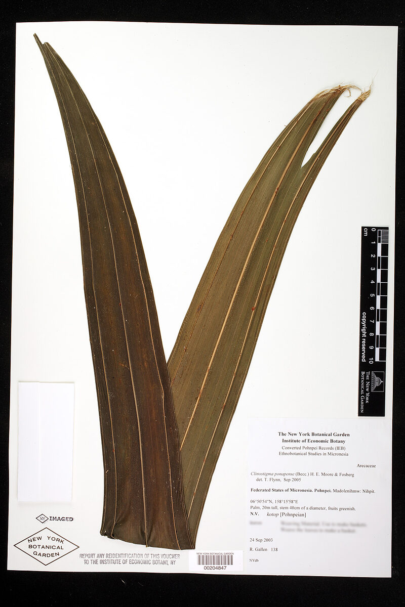 Clinostigma ponapense (Kotop) — photo