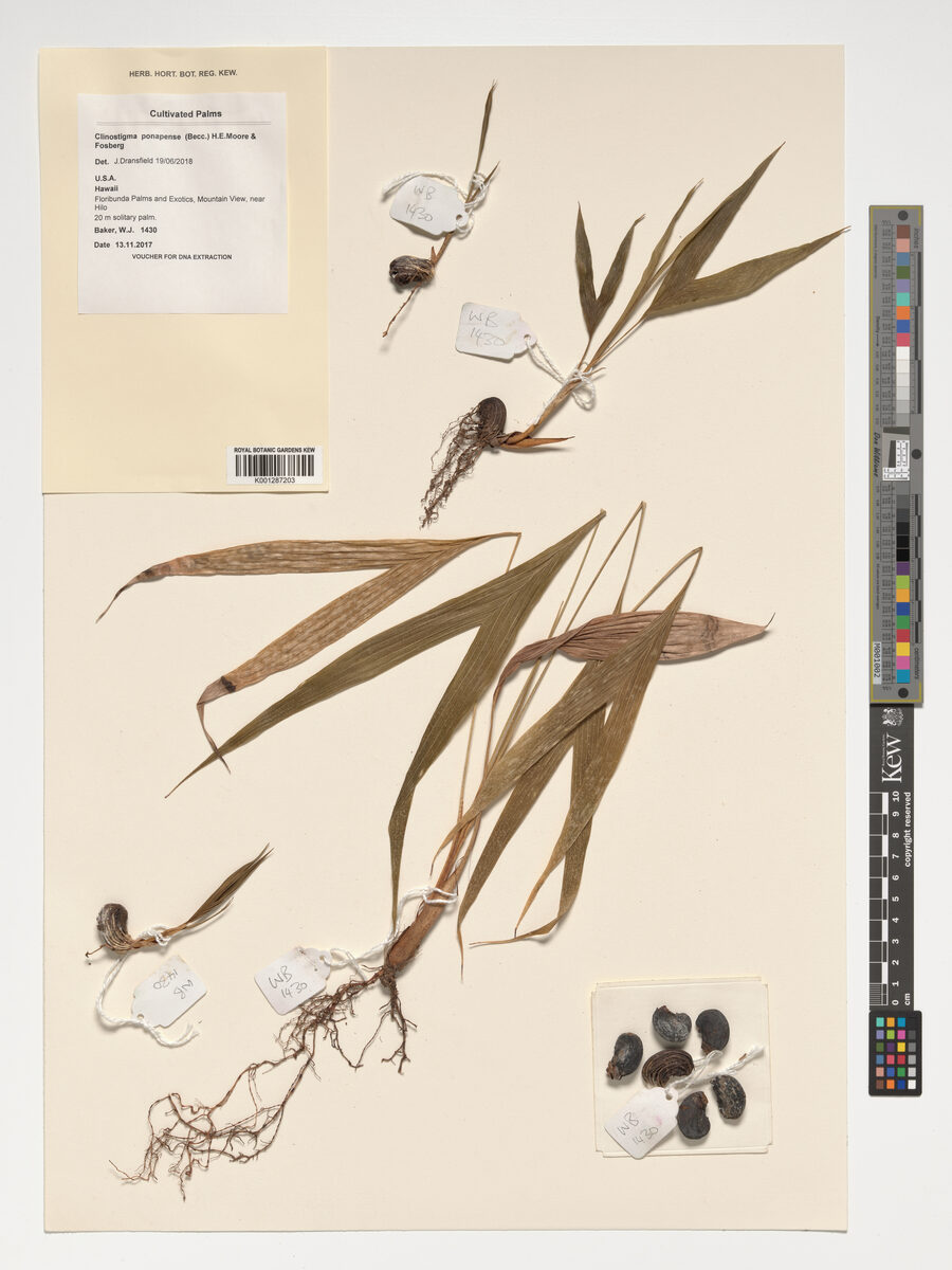 Clinostigma ponapense
