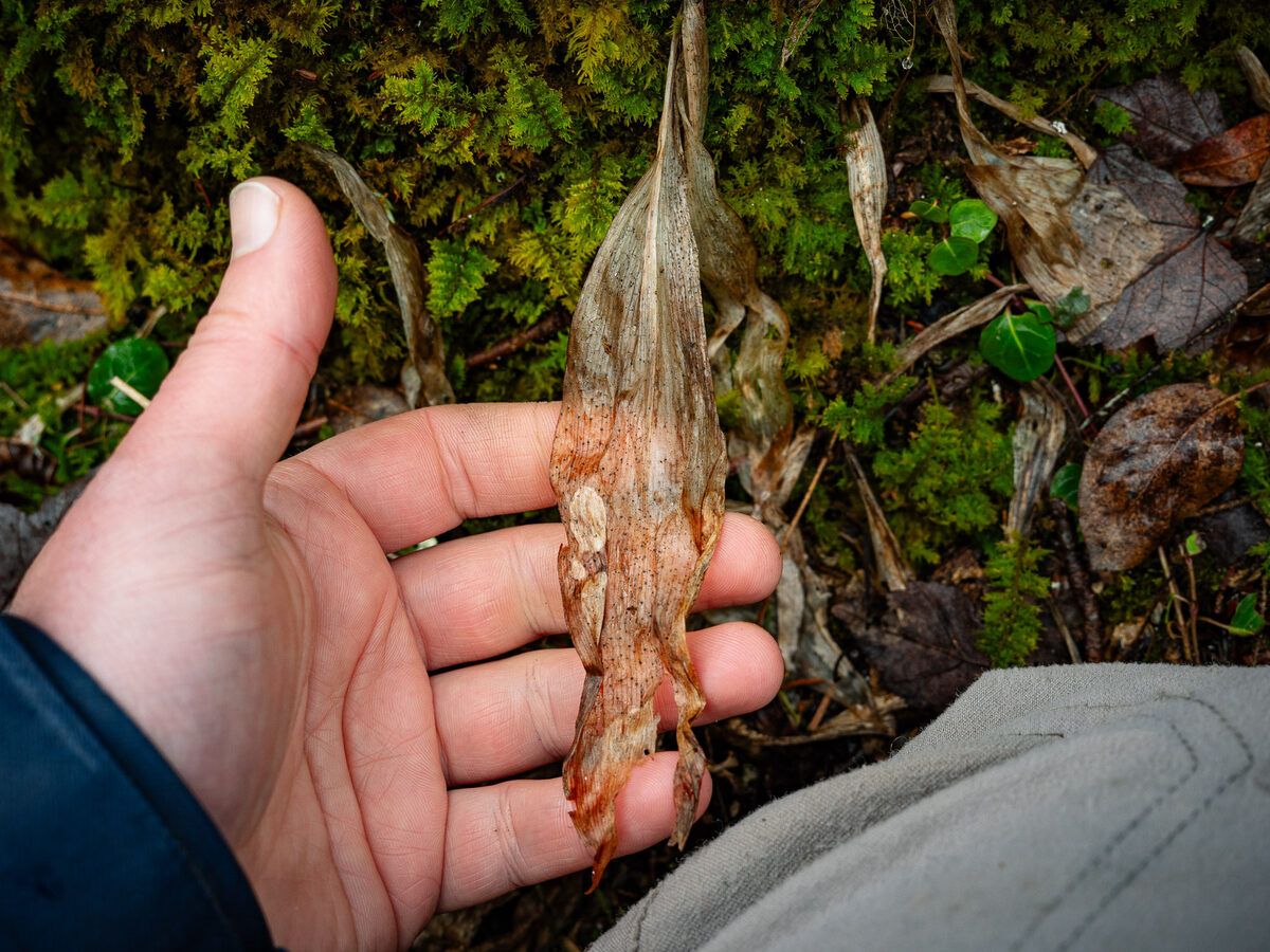 Clintonia borealis - (Aiton.)Raf. (Bluebeard) — photo