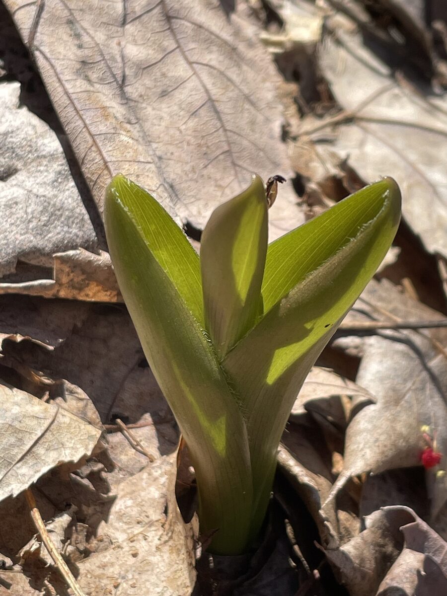 Clintonia borealis - (Aiton.)Raf. (Bluebeard) — photo