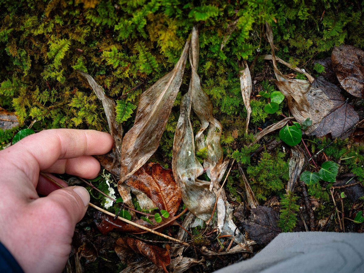 Clintonia borealis - (Aiton.)Raf.