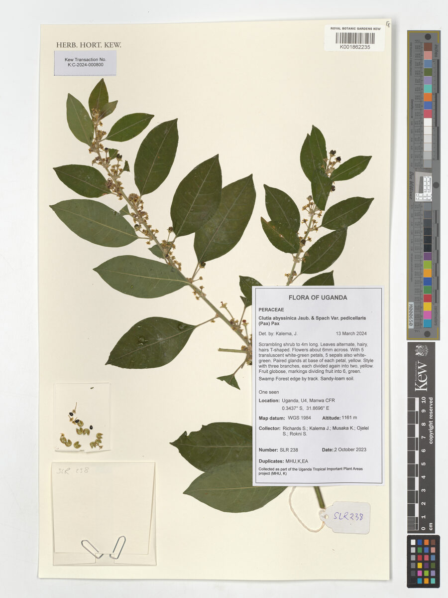 Clutia abyssinica var. pedicellaris — photo