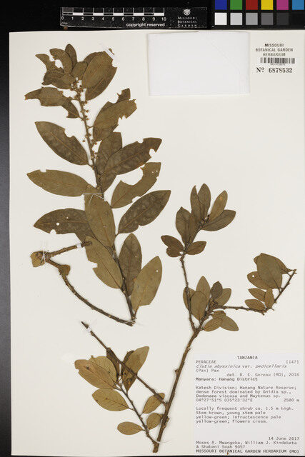 Clutia abyssinica var. pedicellaris — photo
